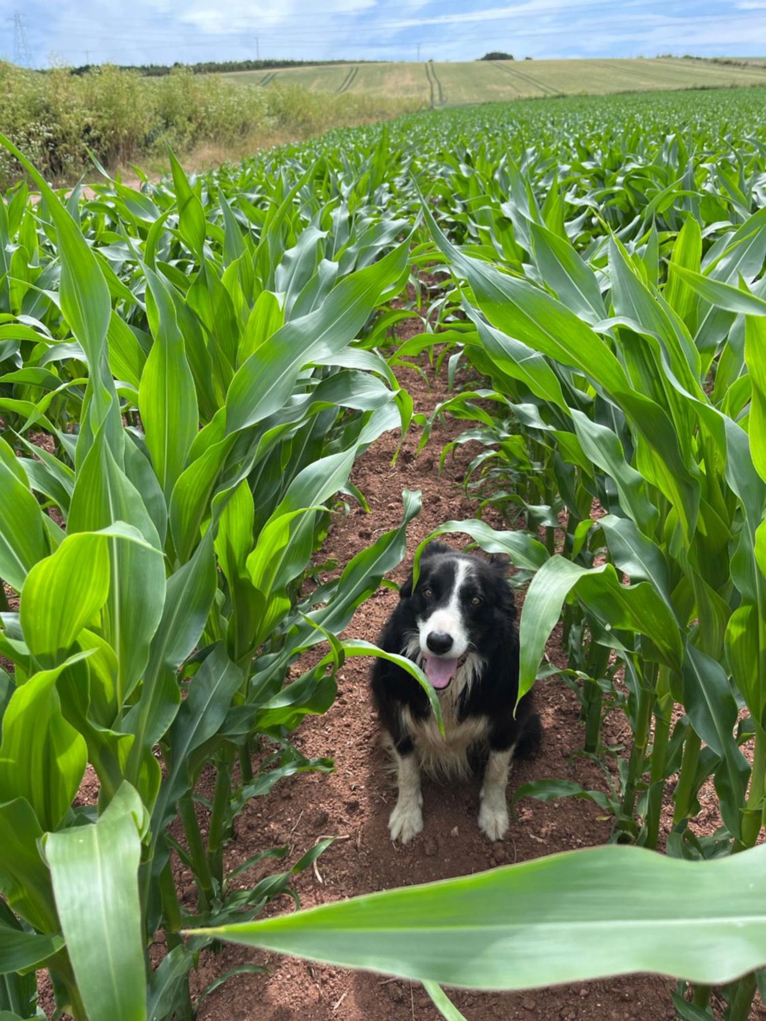 Farm stay Lower Thornton Farm Exeter